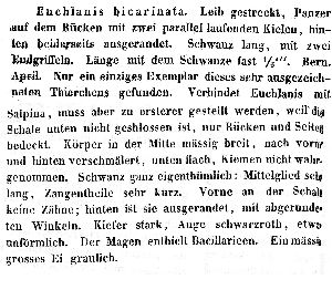Perty, M (1850): Mittheilungen der naturforschenden Gesellschaft in Bern 170 p.19